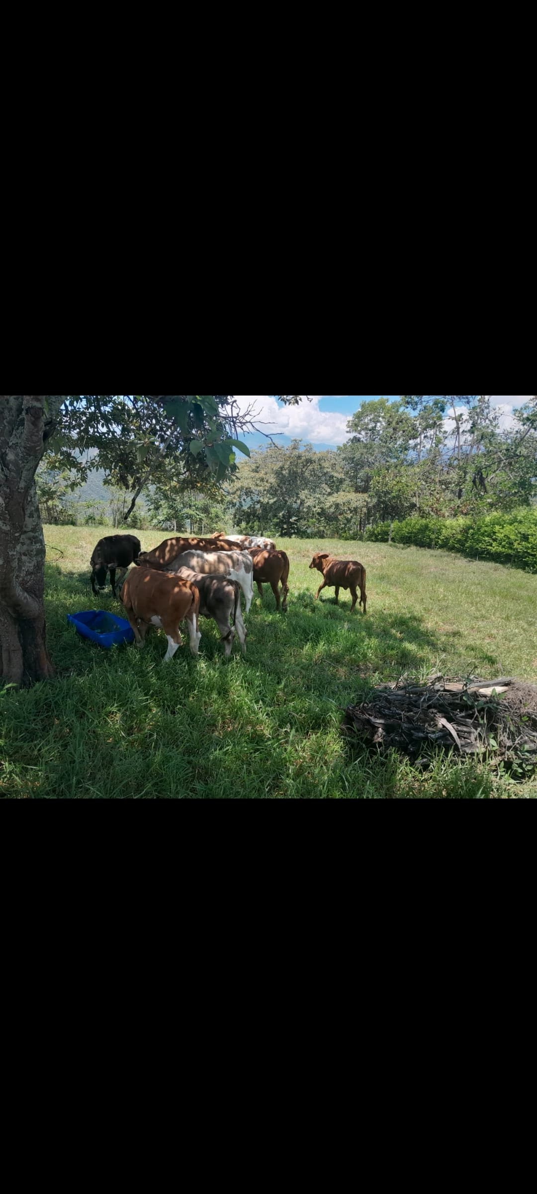 Venta de terneras tipo leche — 1