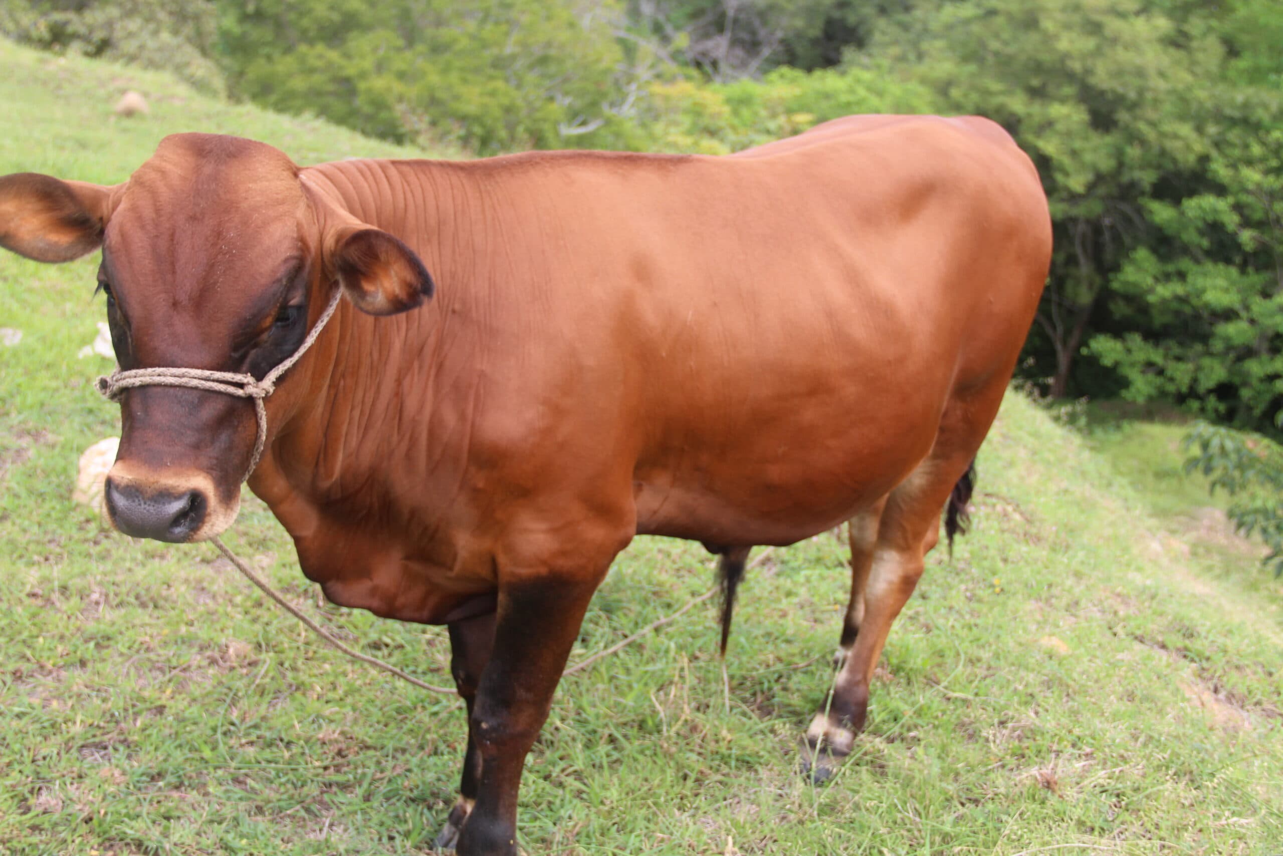 PATIANO MACHO — 1
