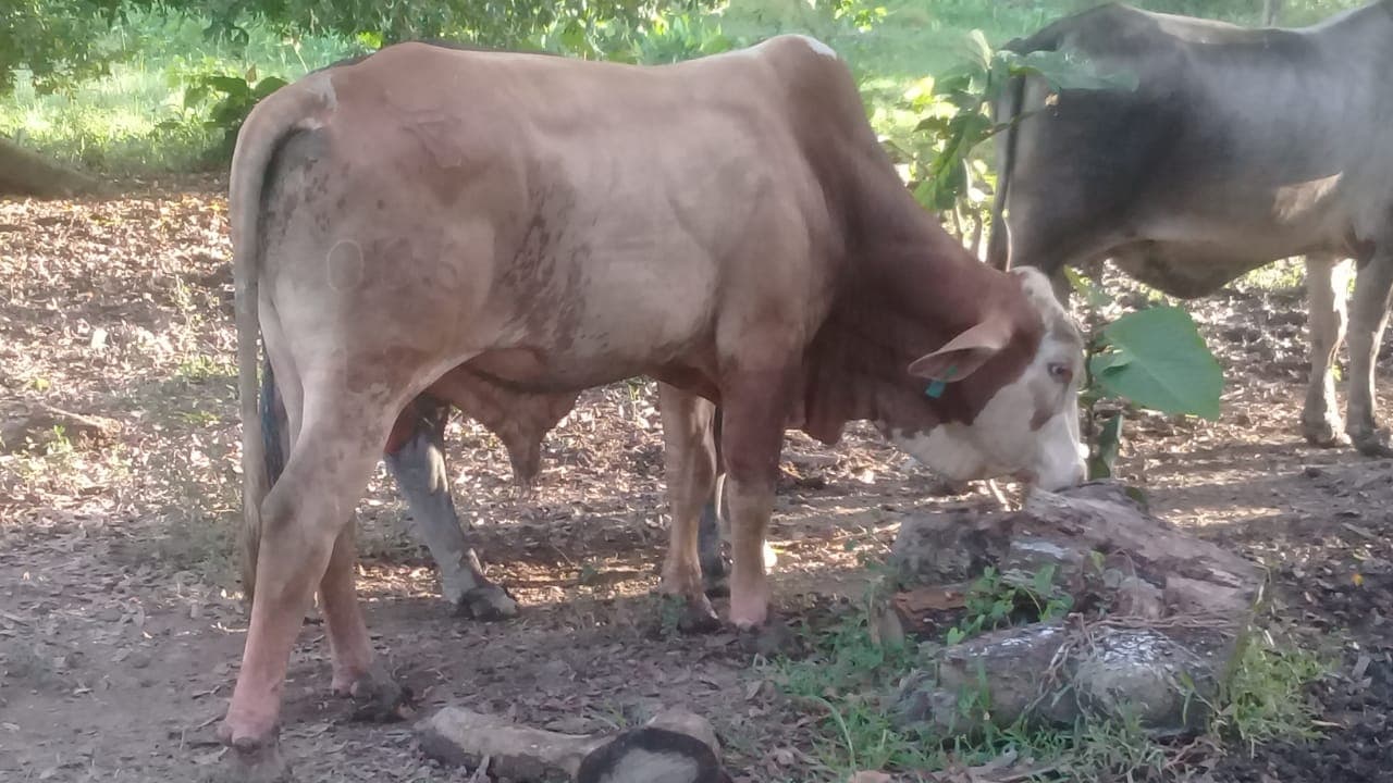 Simbrah de Tierra Caliente y humeda Majagual Sucre — 1