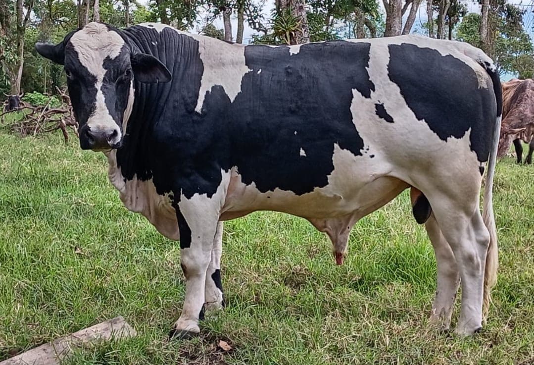 Venta novillo joven para reproductor F1 Brahman-Holstein