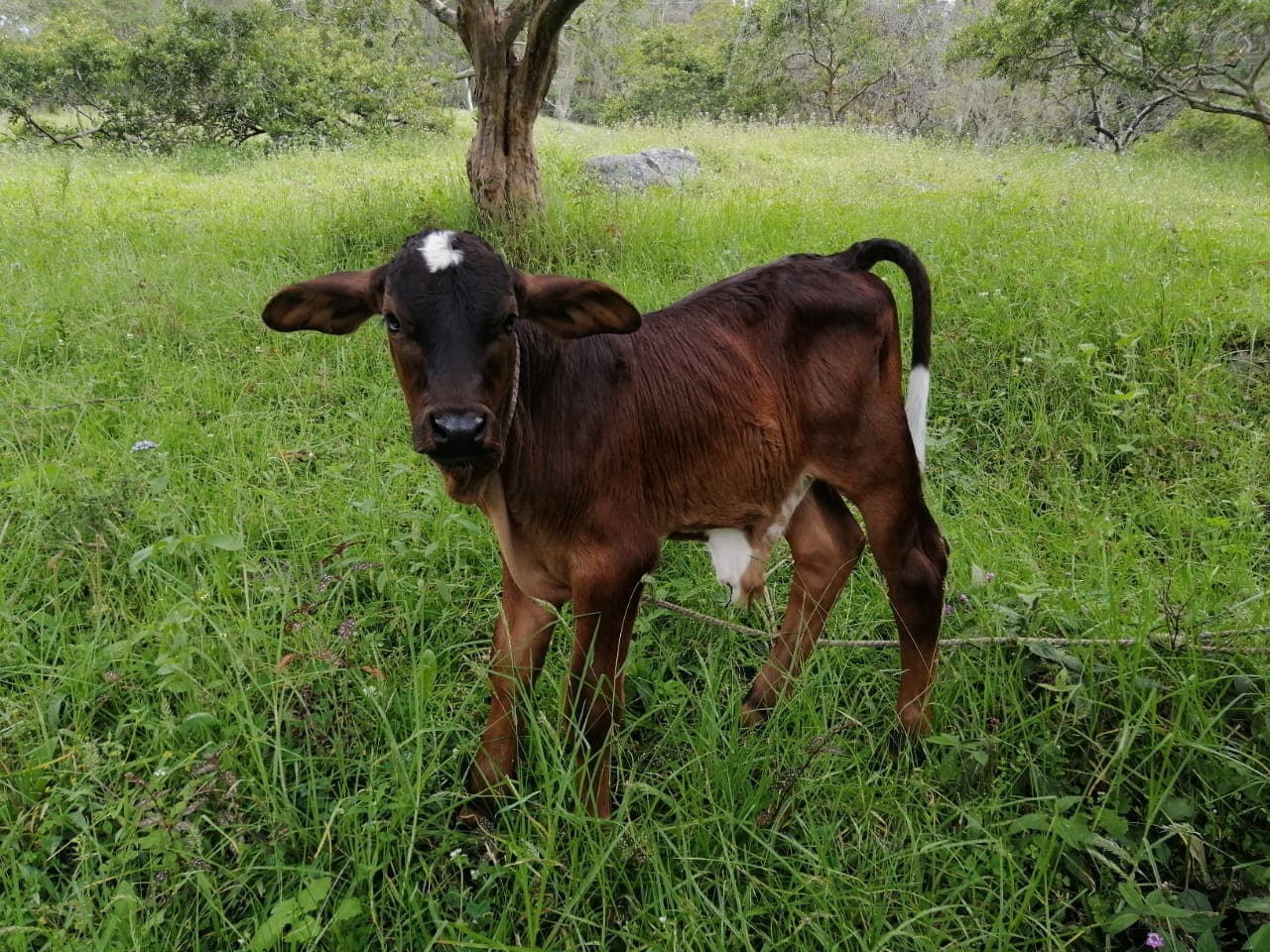 Terneros Gyr — 1