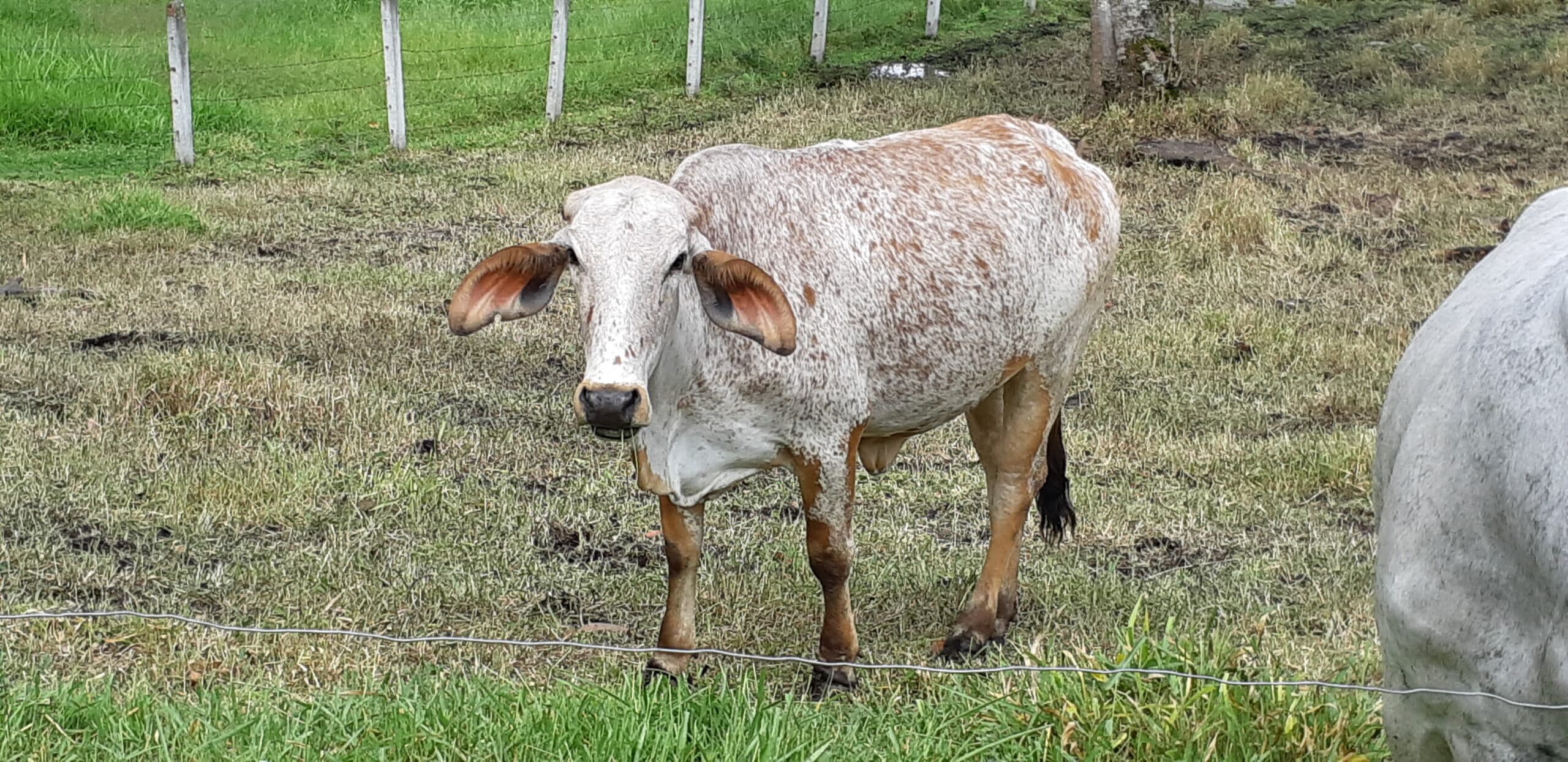 vacas gyr comercial