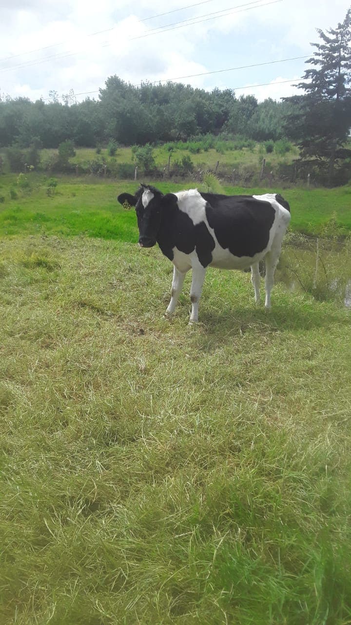 Se venden novillas próximas holstein — 1
