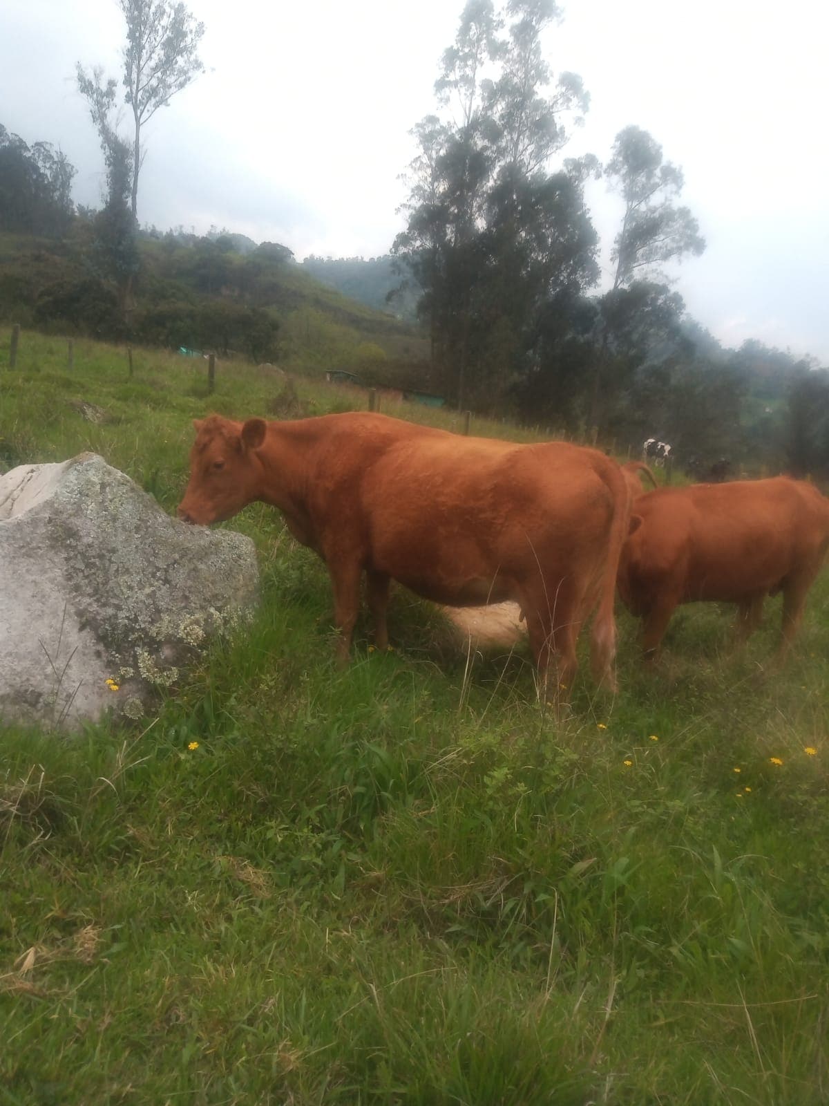 Vendo vaca Angus. Segundo parto por inseminacion (5 meses de preñez confirmada) — 1