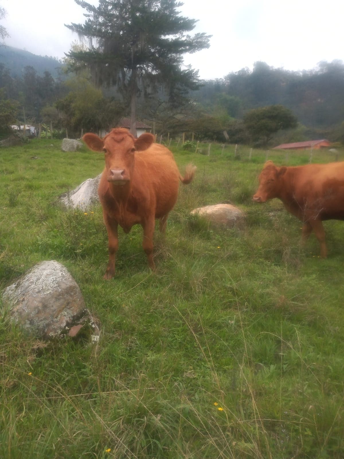 Vendo vaca Angus Segundo parto. Preñada por inseminacion (7 meses Confirmados) — 1