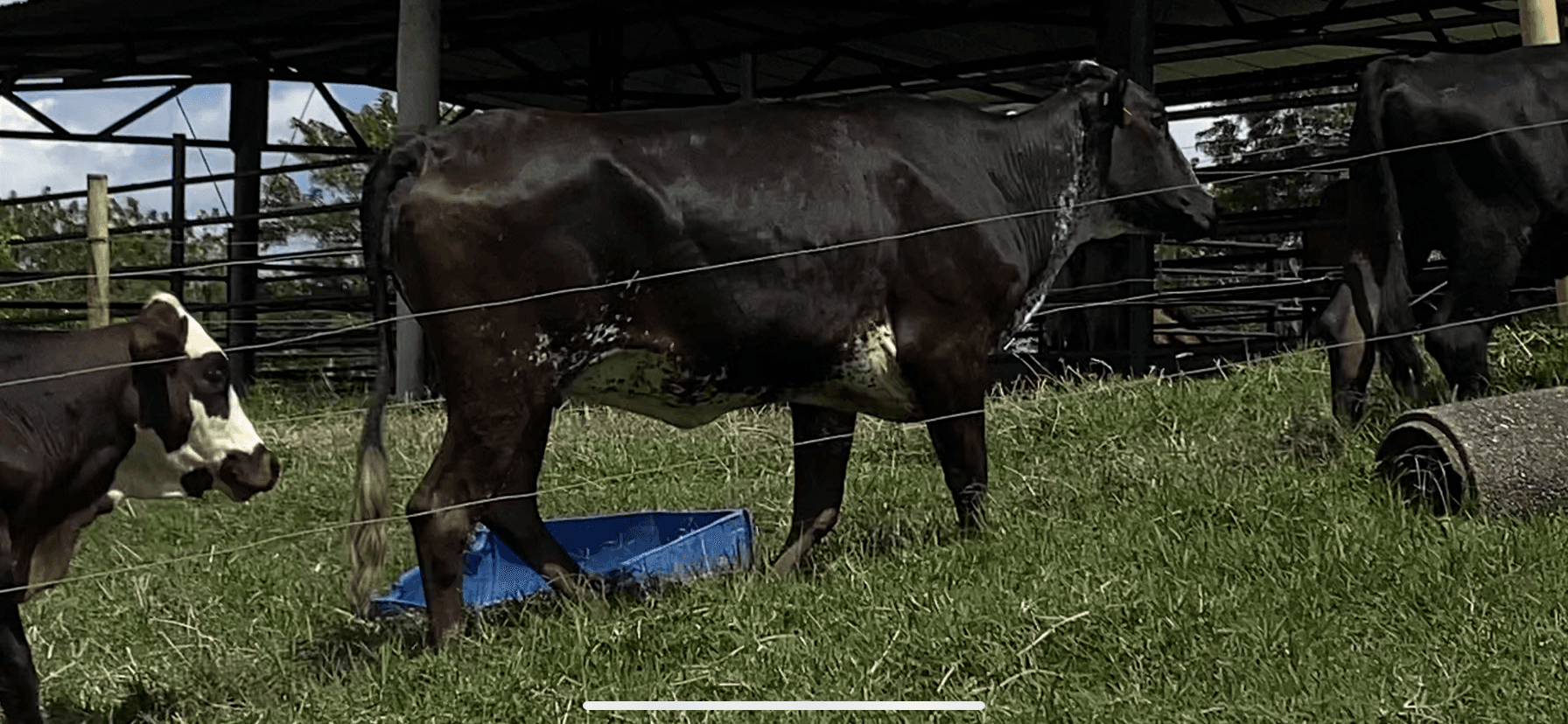 Venta de ganado girolando