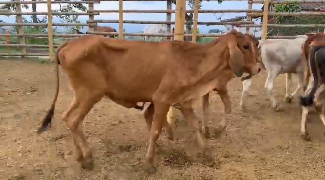venta de todo tipo de ganado inf. — 1