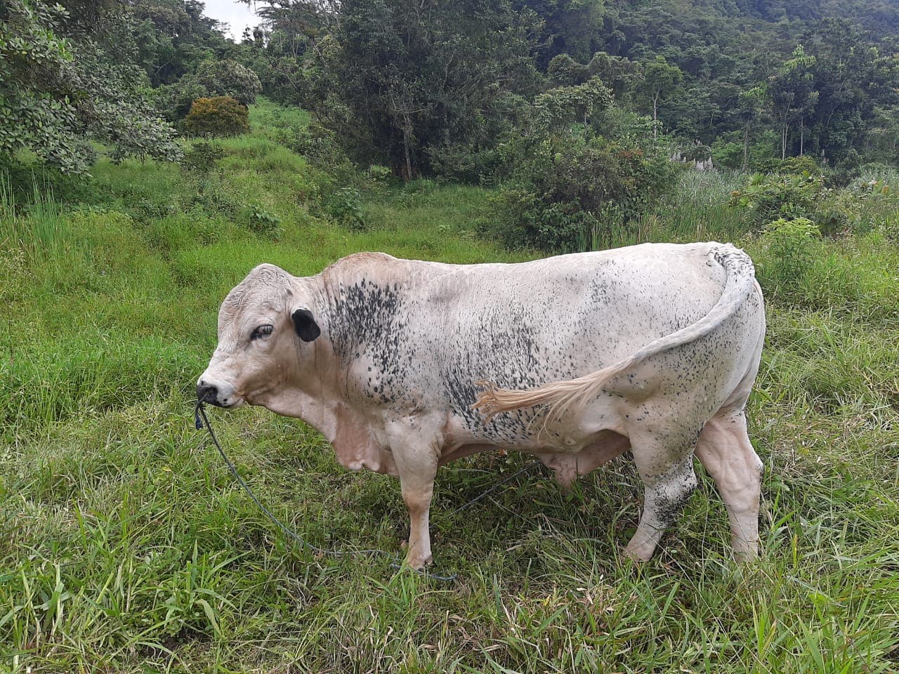 Vendo toro padrón raza Simmental — 1