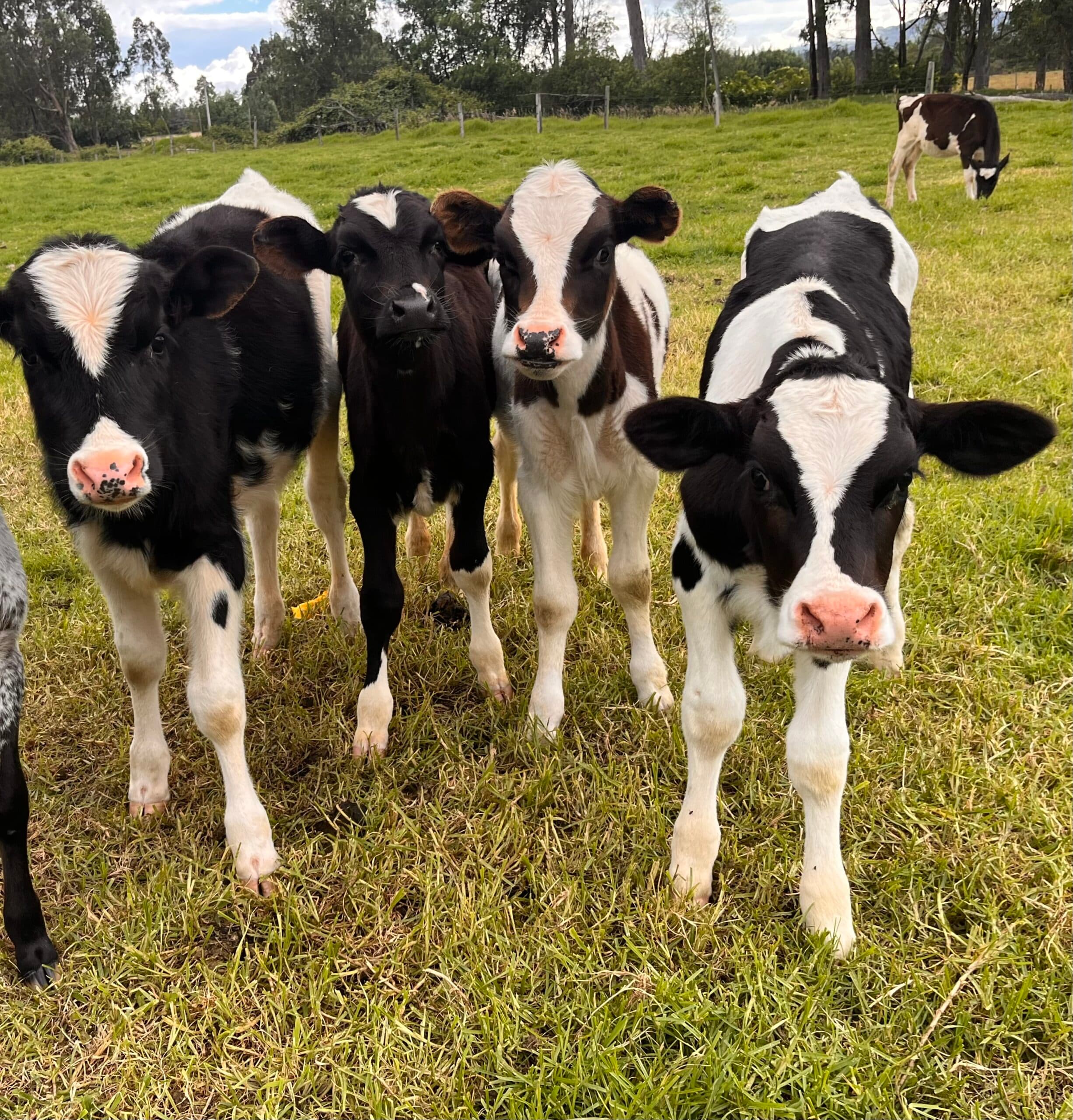 Vendo terneros Holstein de 3 meses en adelante lote o unidad — 1