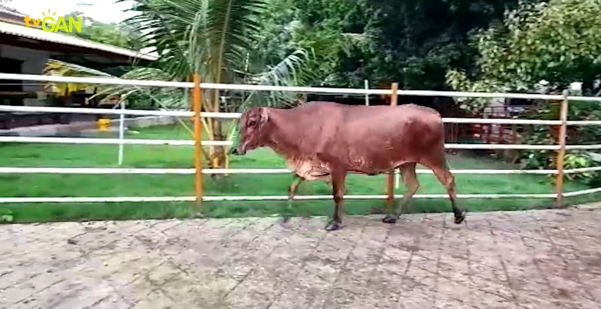 OFERTA POR LOTE: 1 EJEMPLAR 3/4 GYR X HOLSTEIN ESPECIALIZADO — 1