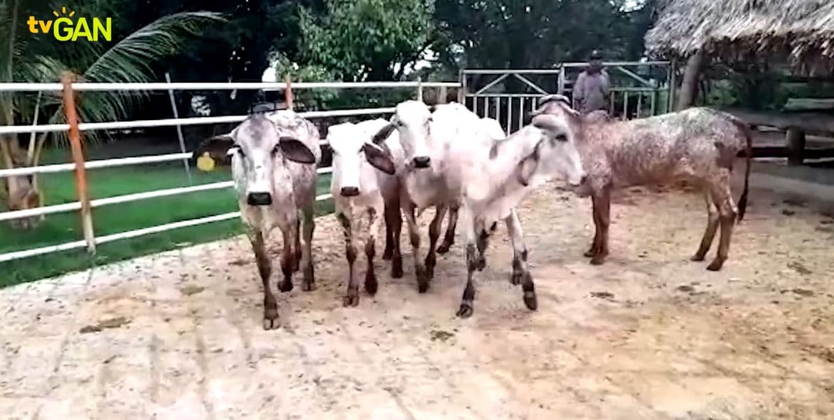 OFERTA POR LOTE: 5 EJEMPLARES 3/4 GYR X HOLSTEIN ESPECIALIZADO — 1