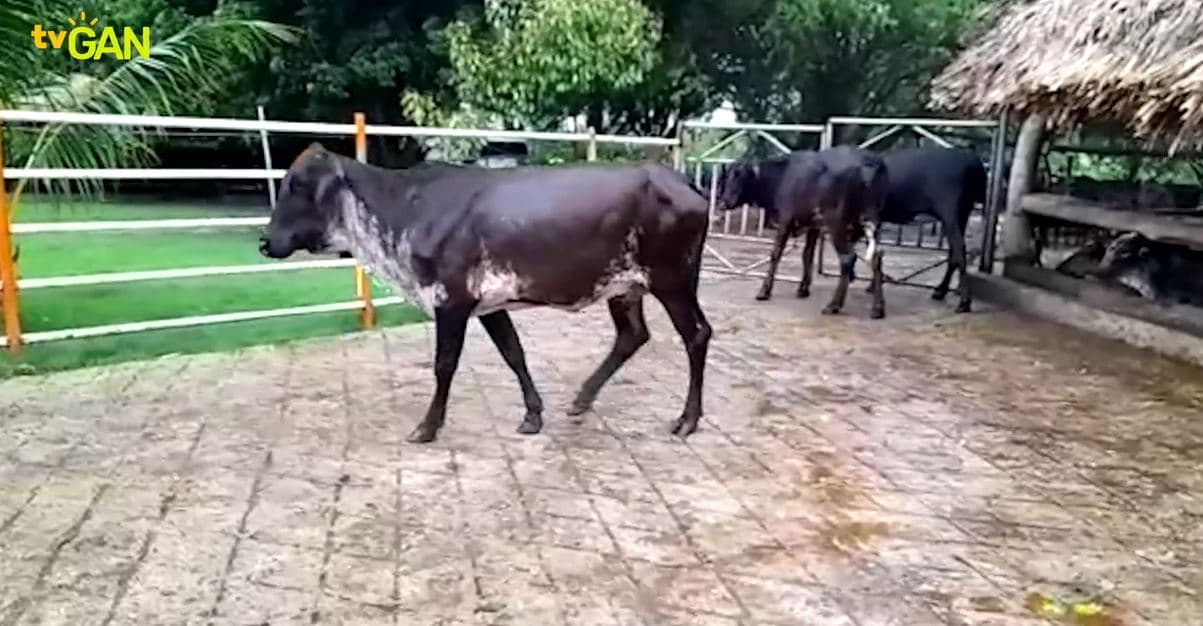 OFERTA POR LOTE: 3 EJEMPLARES GYROLANDO ESPECIALIZADO — 1