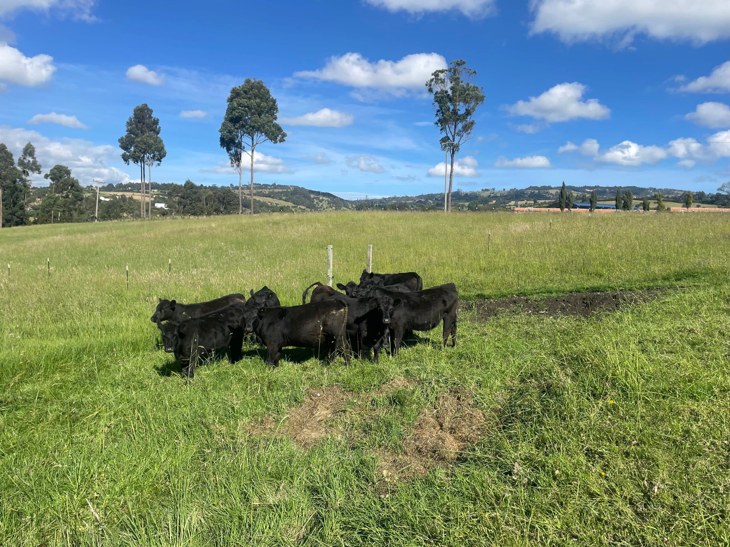 Vendo lote de novillos angus — 1