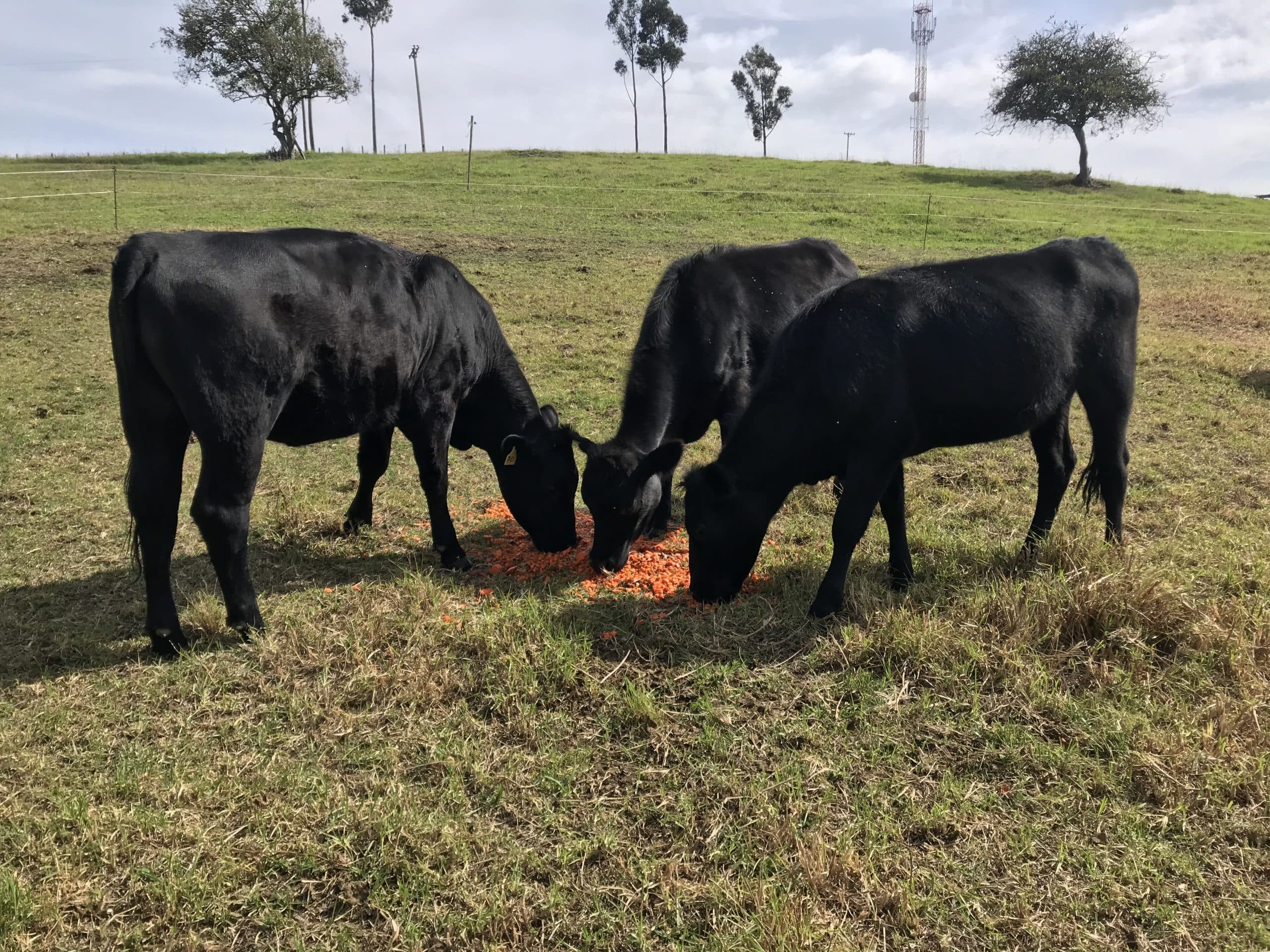 3 novillas angus, 17 meses — 1