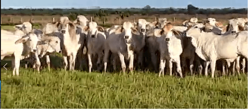 Venta de 119 Novillas Brahman, topizadas de un solo hierro — 1