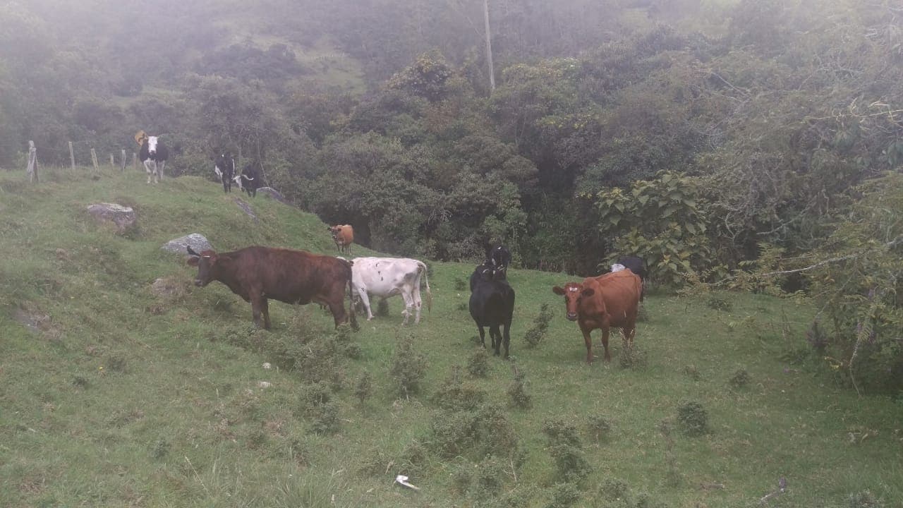 Ganado Lechero Exelente Genetica