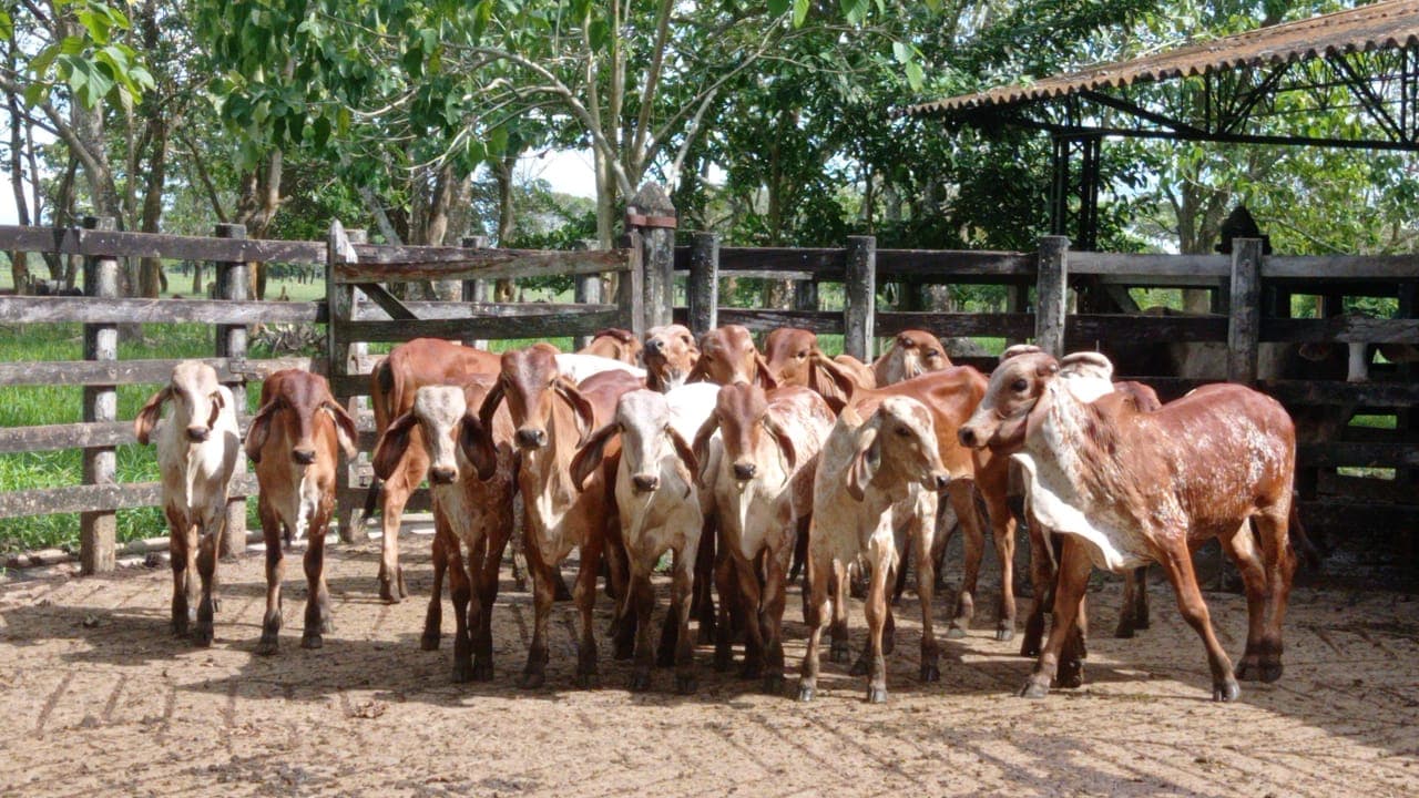 Venta de terneras Gryr puras con registro, excelente genetica y procedencia — 1