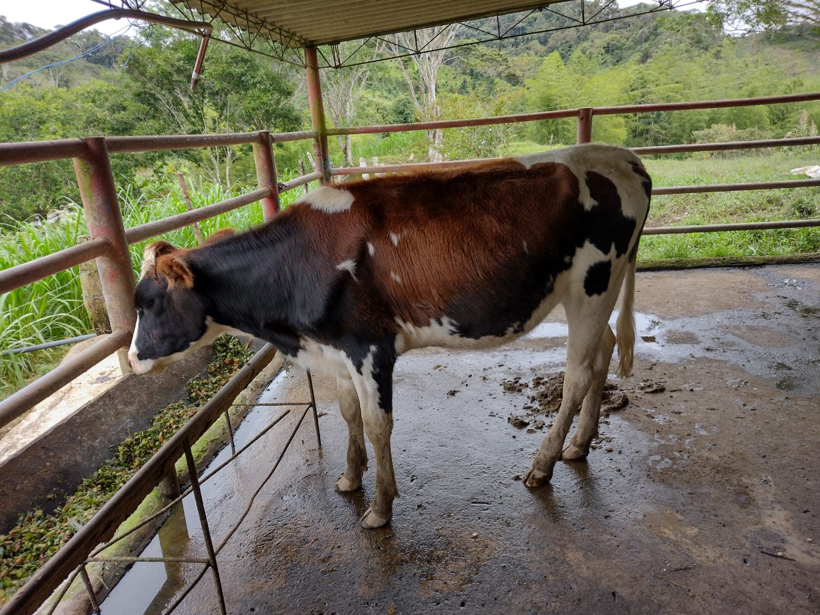 Venta de vaca
