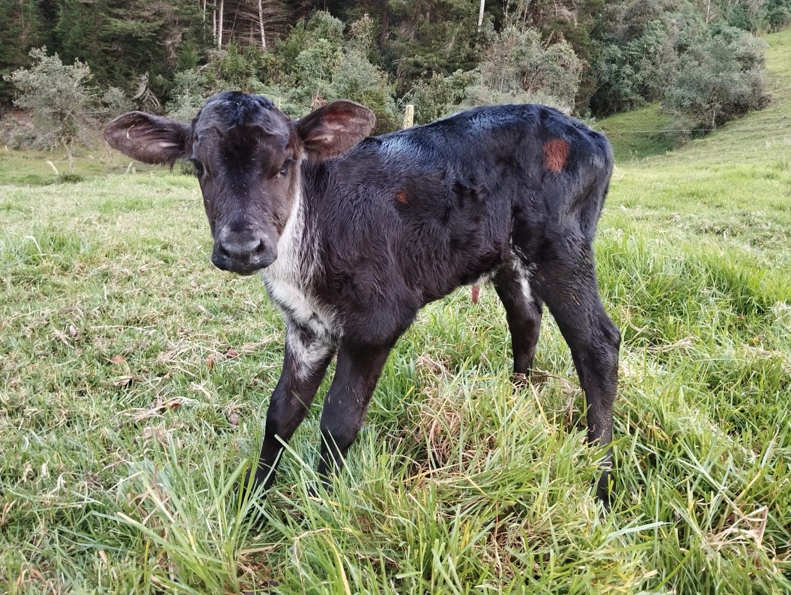 Se vende ternero Girolando muy buena genetica