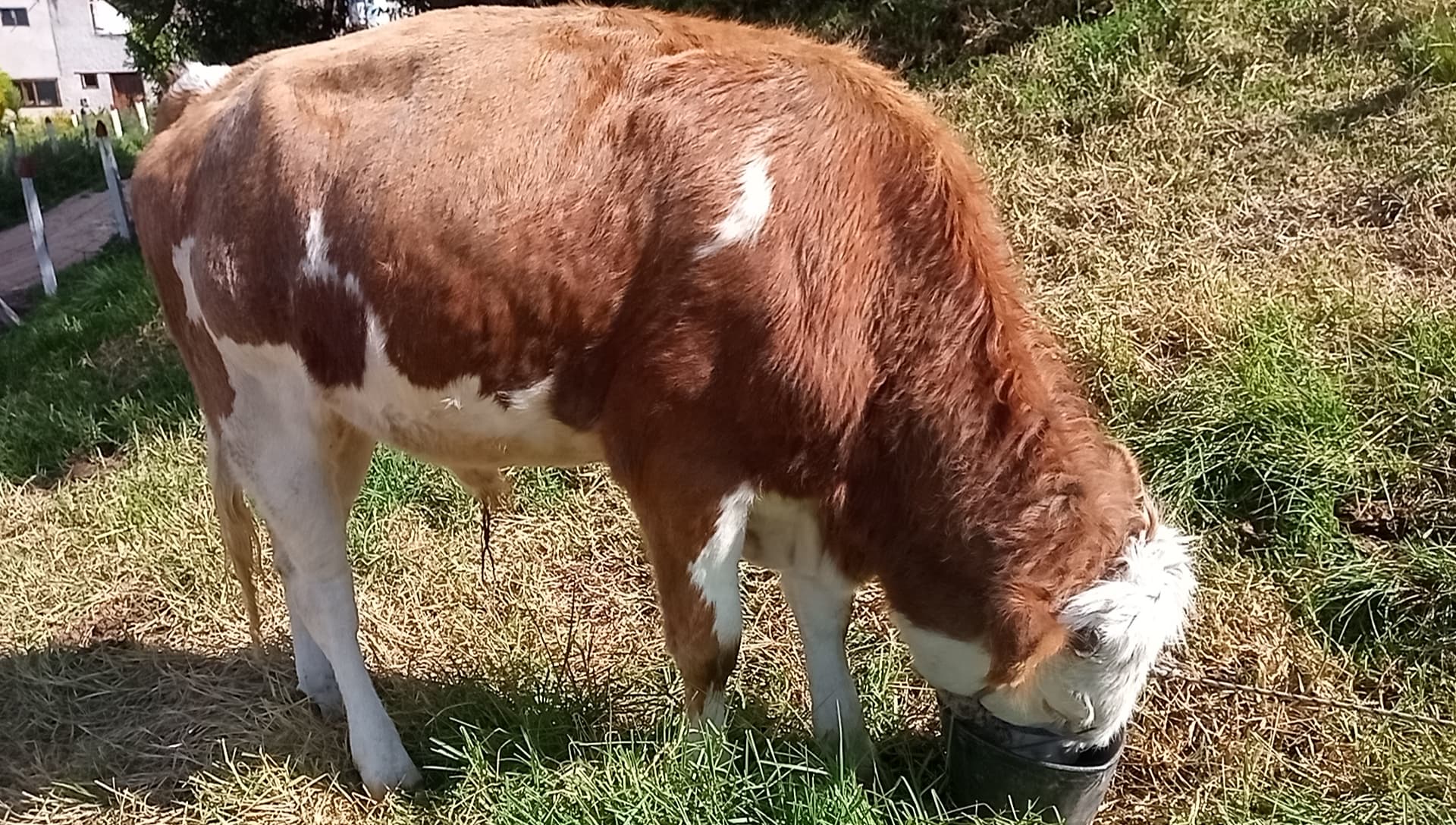 Toro simental puro