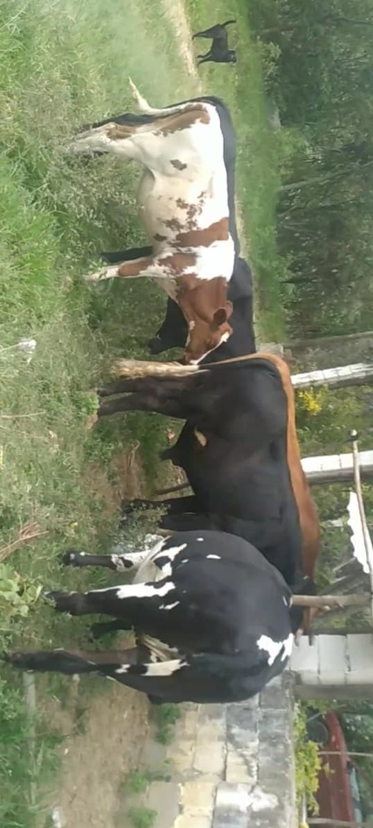Venta de ganado — 1