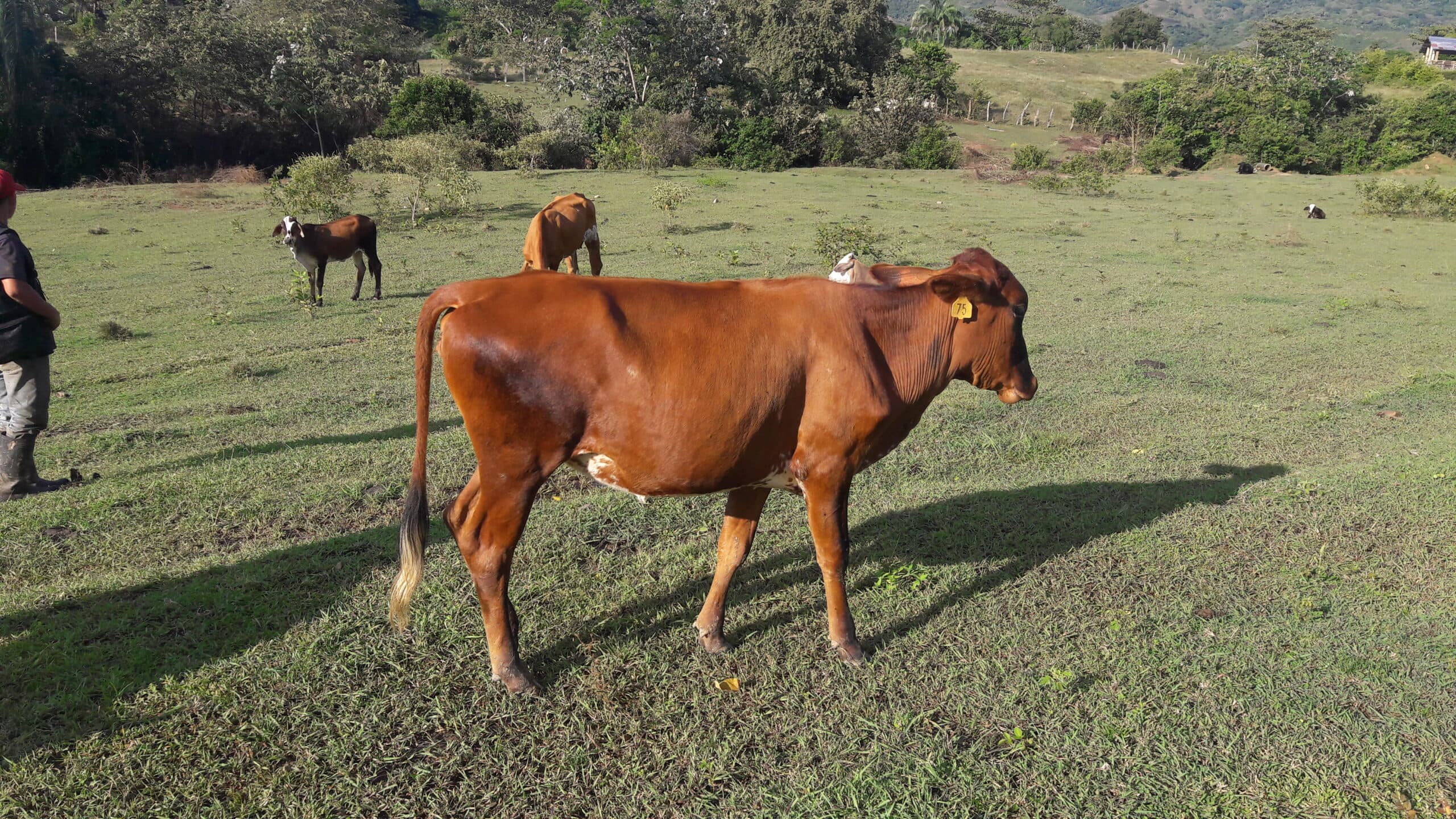Lote 3 TERNERAS TIPO leche