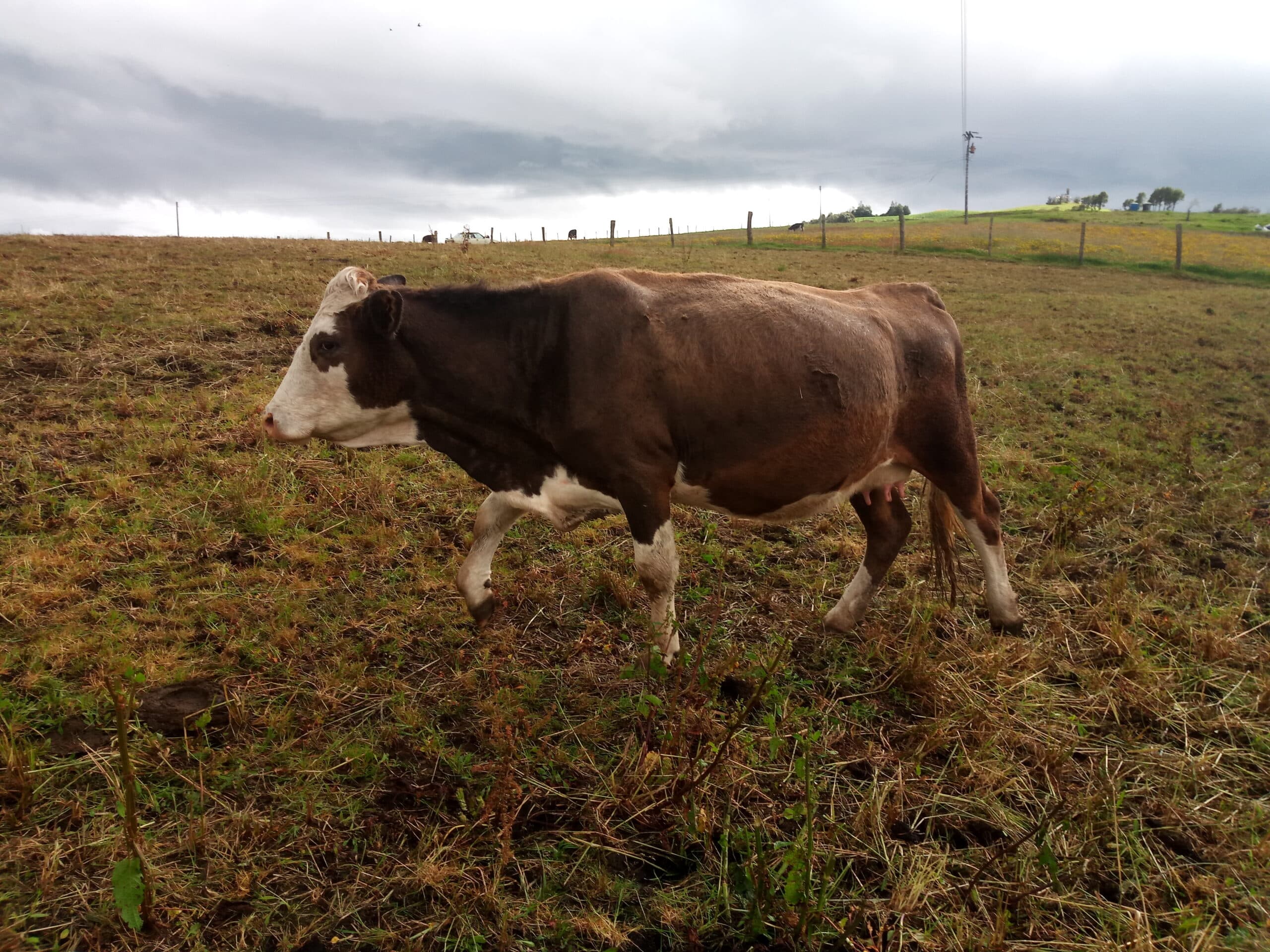Vendo dos vacas Simental — 1