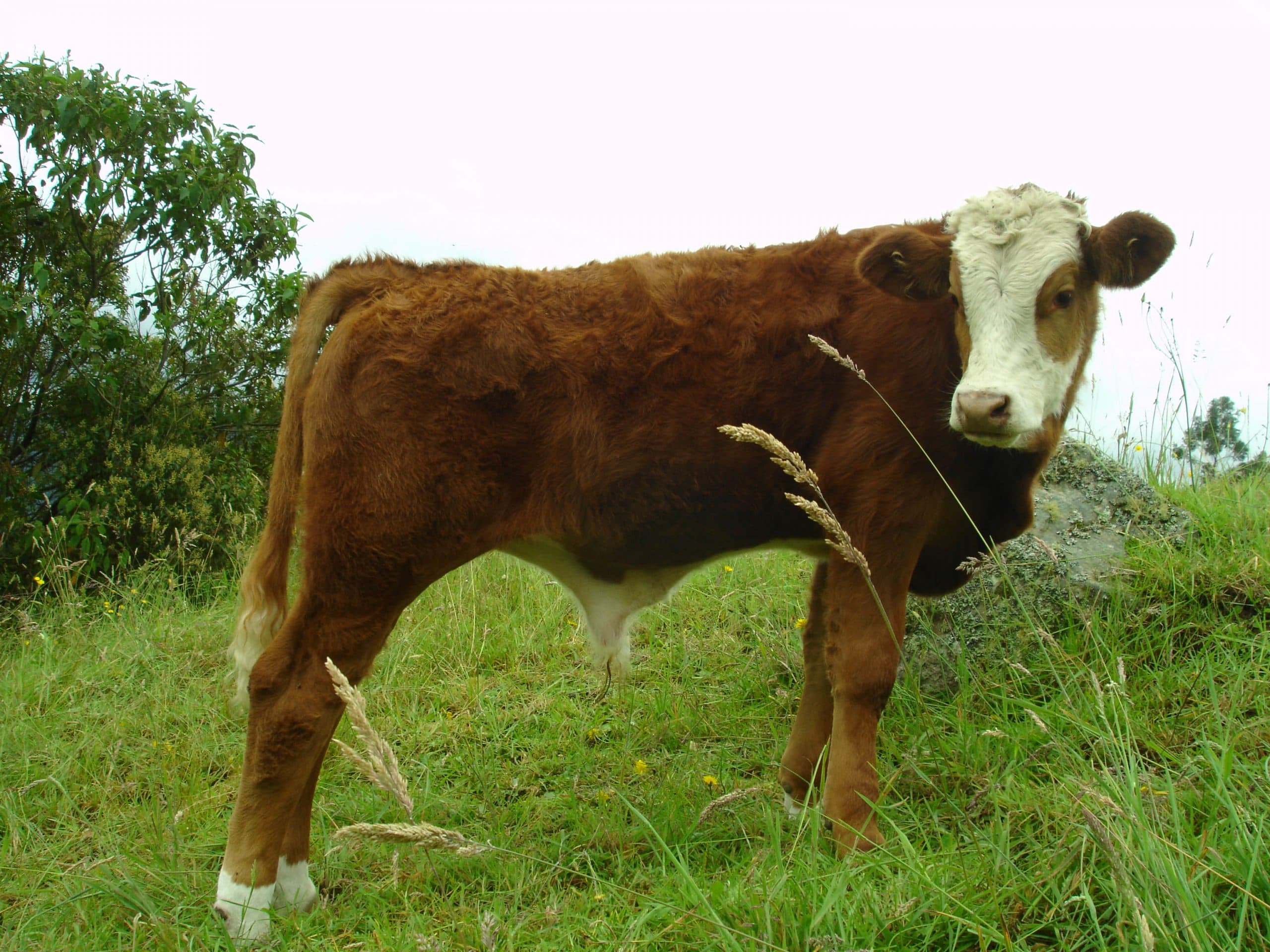 Ternero Simmental — 1