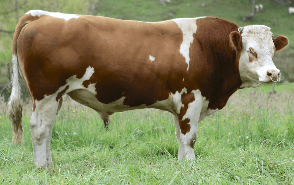 Excelente Toro Reproductor Simmental con Registro — 1