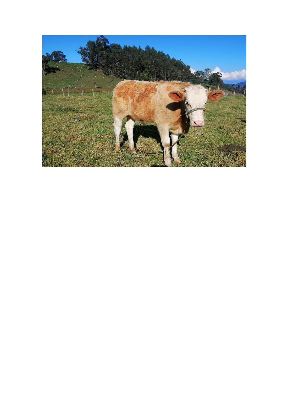 VENTA TERNERO SIMMENTAL PURO SIN REGISTRO — 1