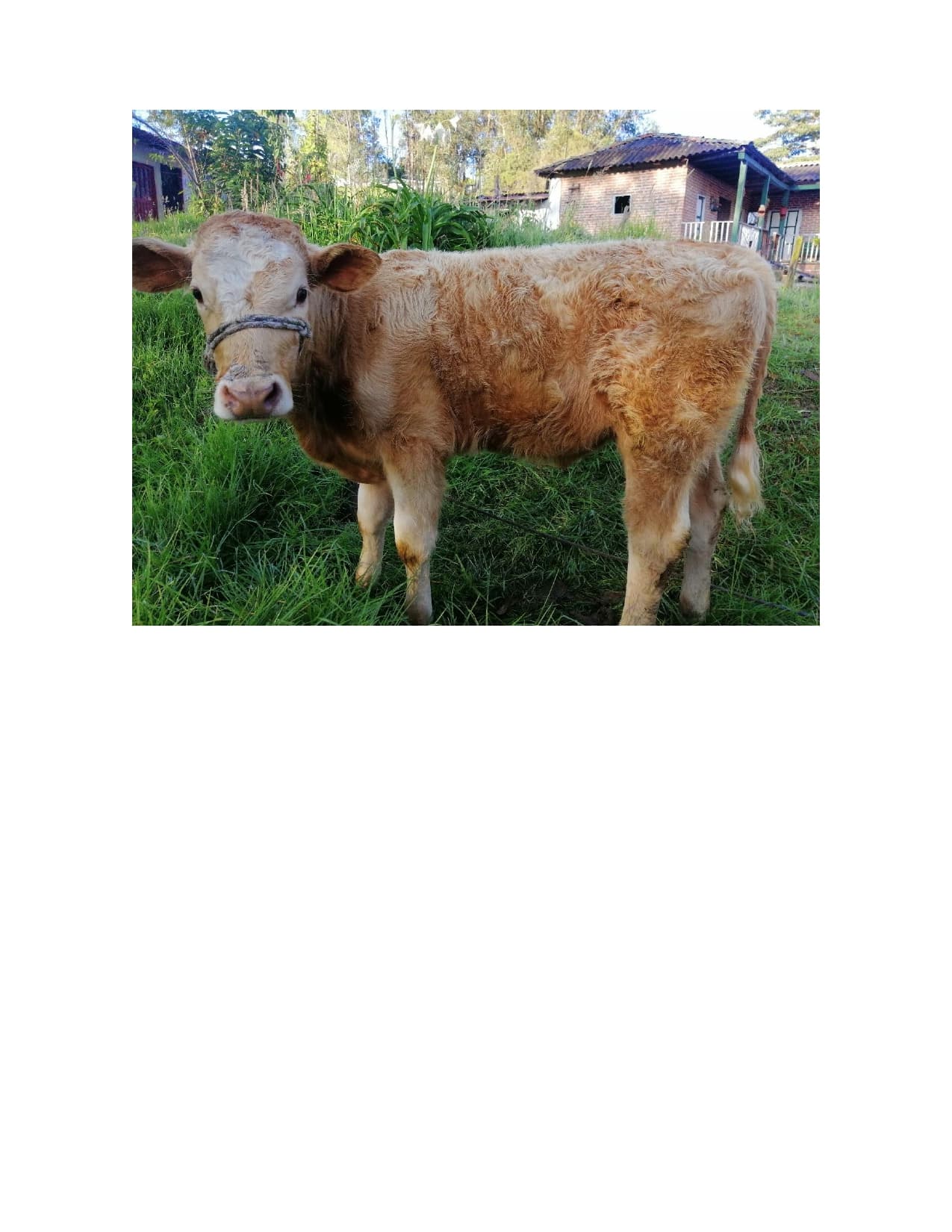 VENTA TERNERO SIMMENTAL PURO SIN REGISTRO — 1