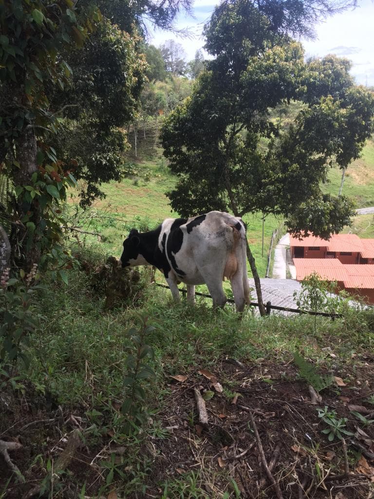 5 Vacas y 2 Terneros