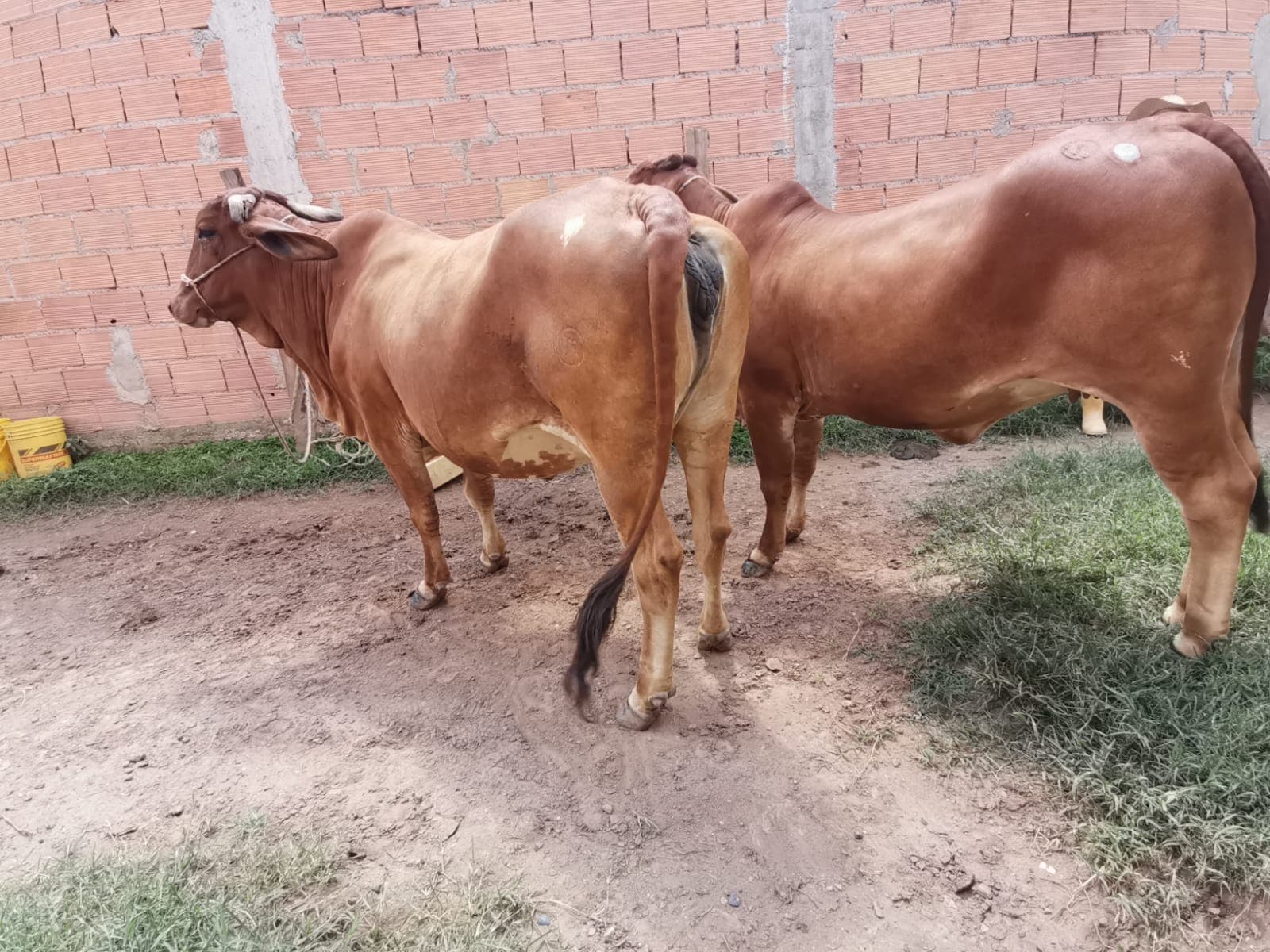 Vendo lote de ganado ,Vaca,Novilla, Ternero Gyr — 1