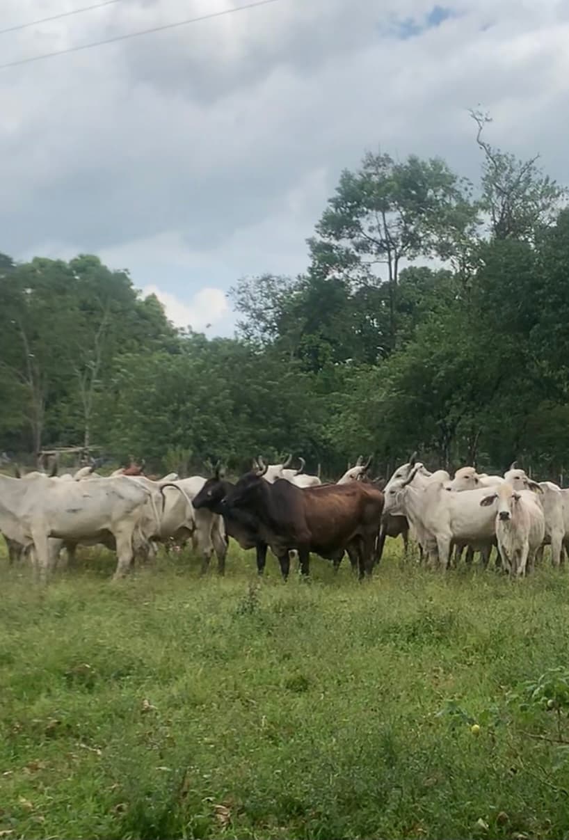 Vendo vacas extras masitas