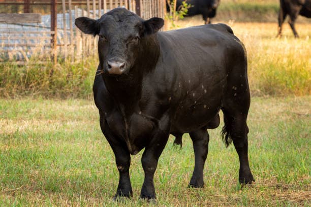 GANADO ANGUS PARA LA VENTA