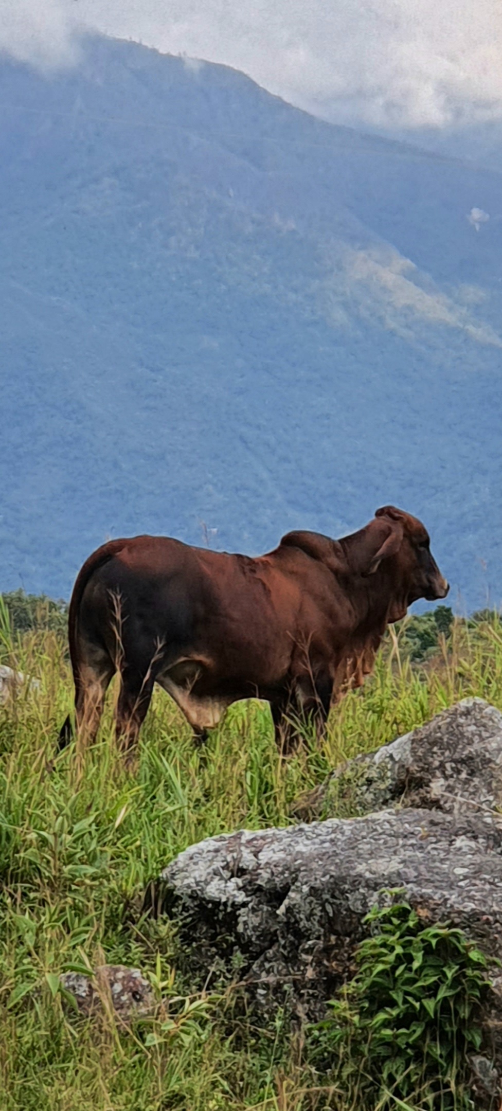 Torete Brahaman Rojo — 1
