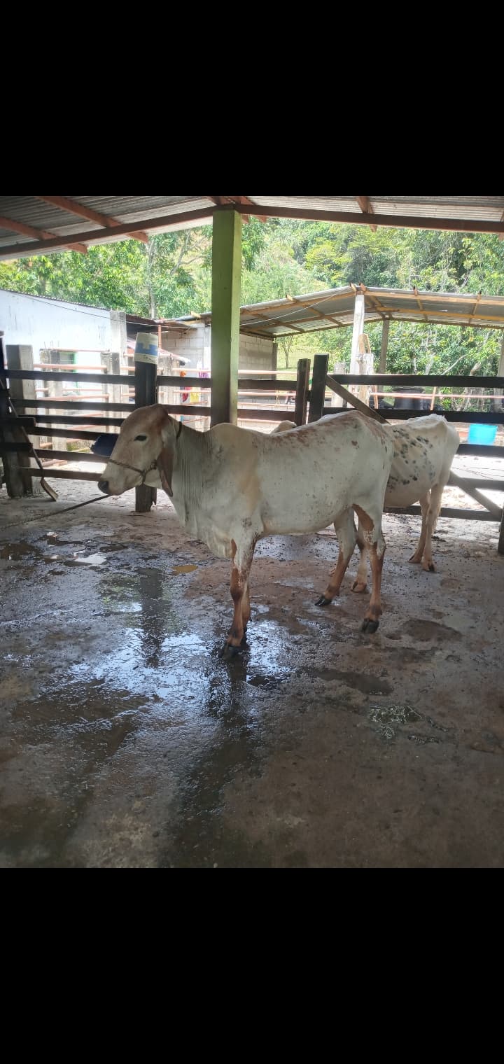 Vendo ternera gyr, hija del toro gyr Imput — 1