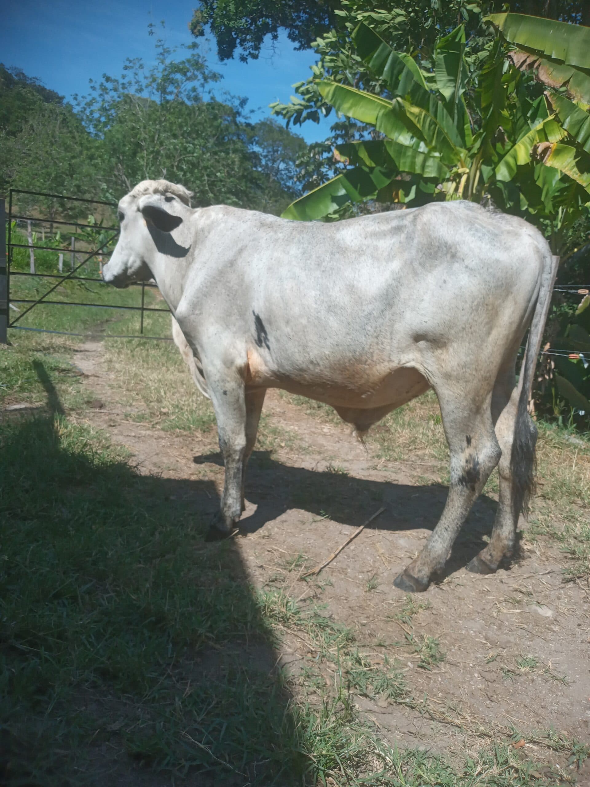 Vendo ternero girolando — 1