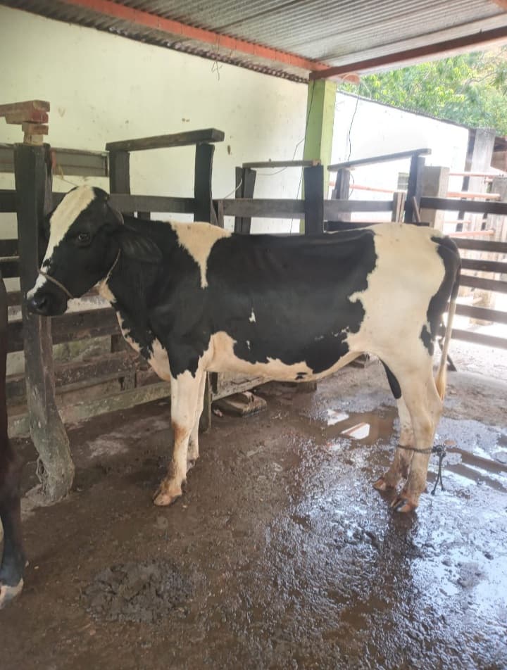 Vendo hermosa novilla girolando — 1