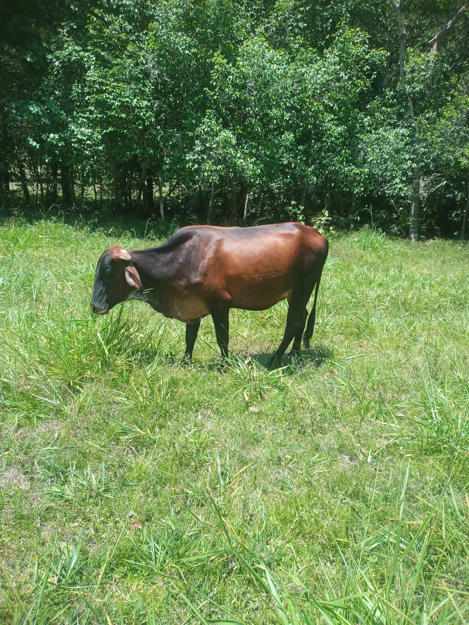 Vendo novilla girolando preñada con toro gyr Castilho — 1