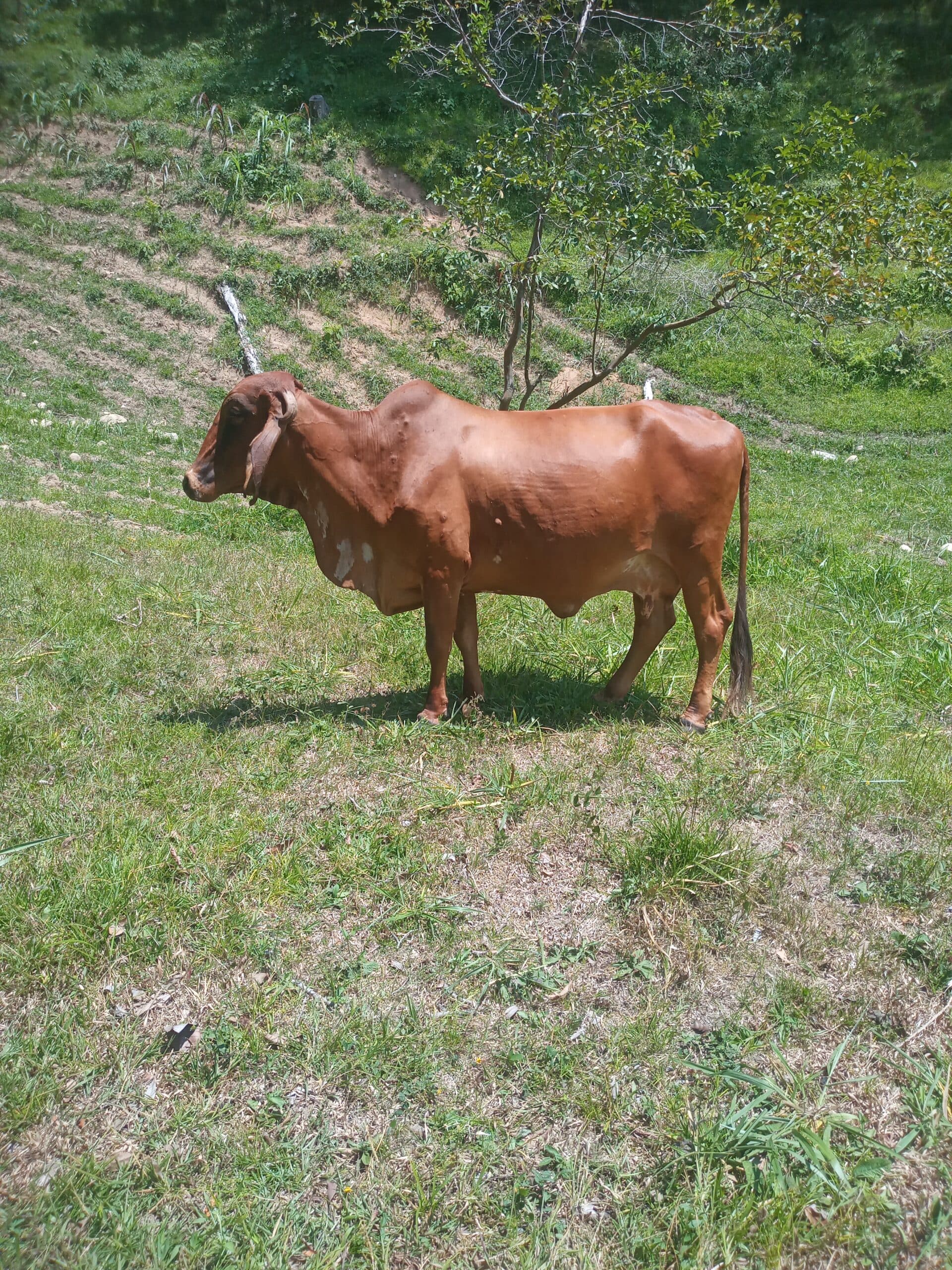 Vendo vaca gyr, preñada de toro gyr Euro — 1