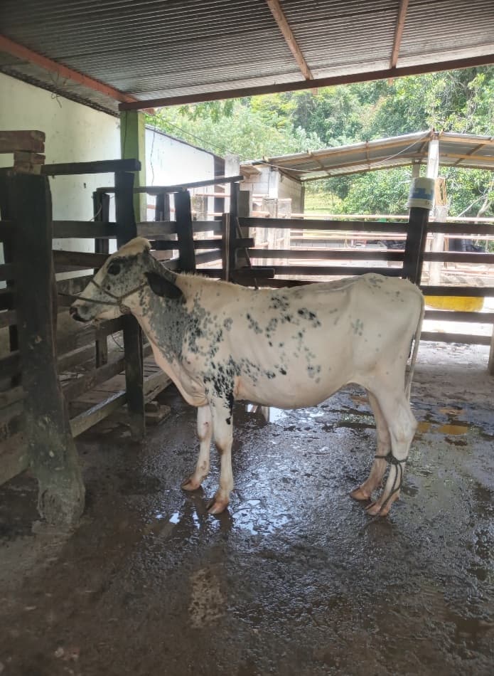 Vendo ternera girolando — 1