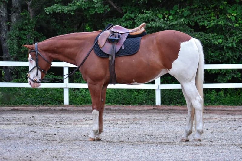 Trocha y Gallop en venta Cheeks — 1