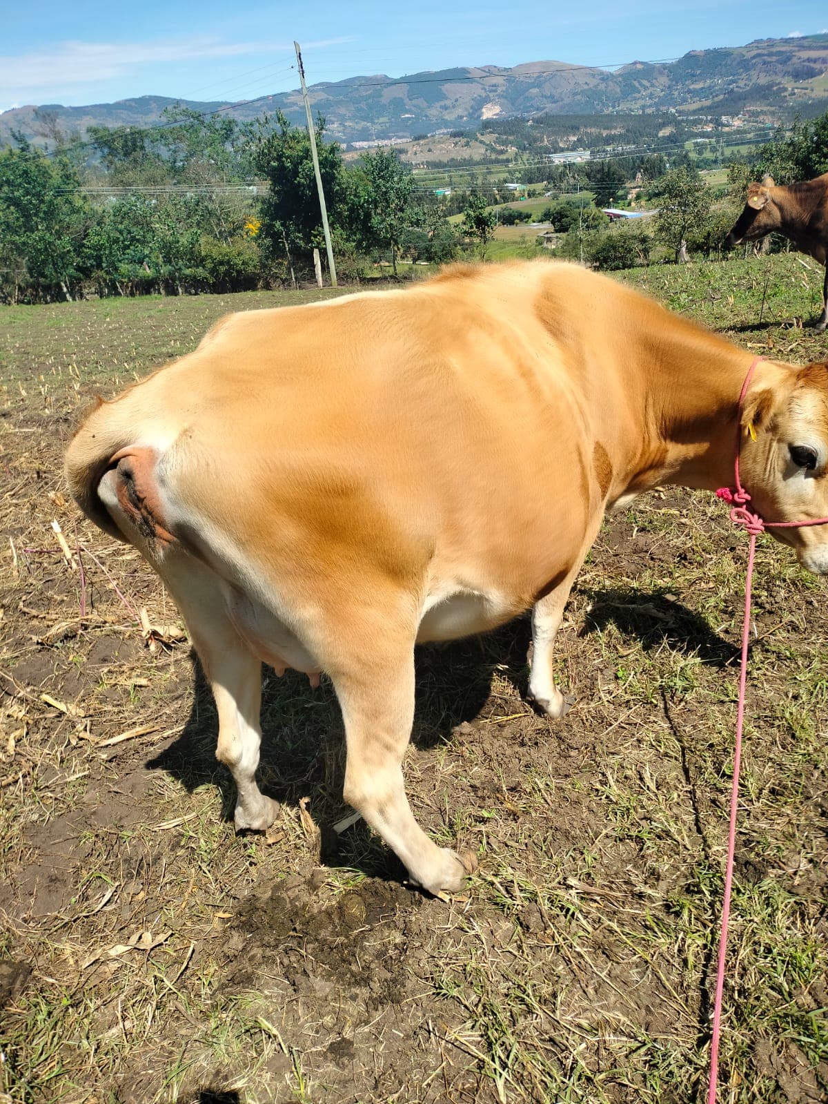 Se vende novilla jersey de alta genética de 8 meses de preñes
