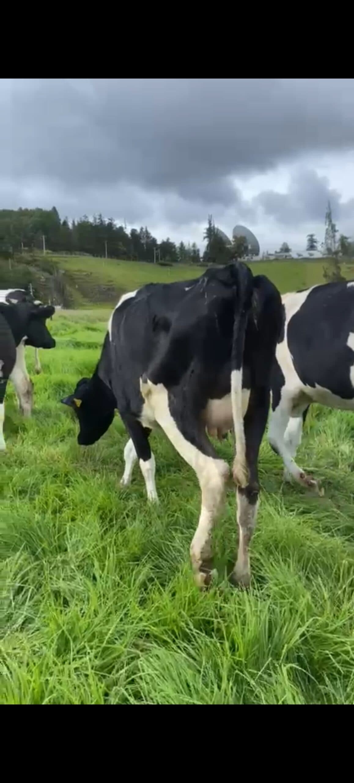 Venta de vacas en producción y próximas a su parto razas lecheras ;de alta producción — 1