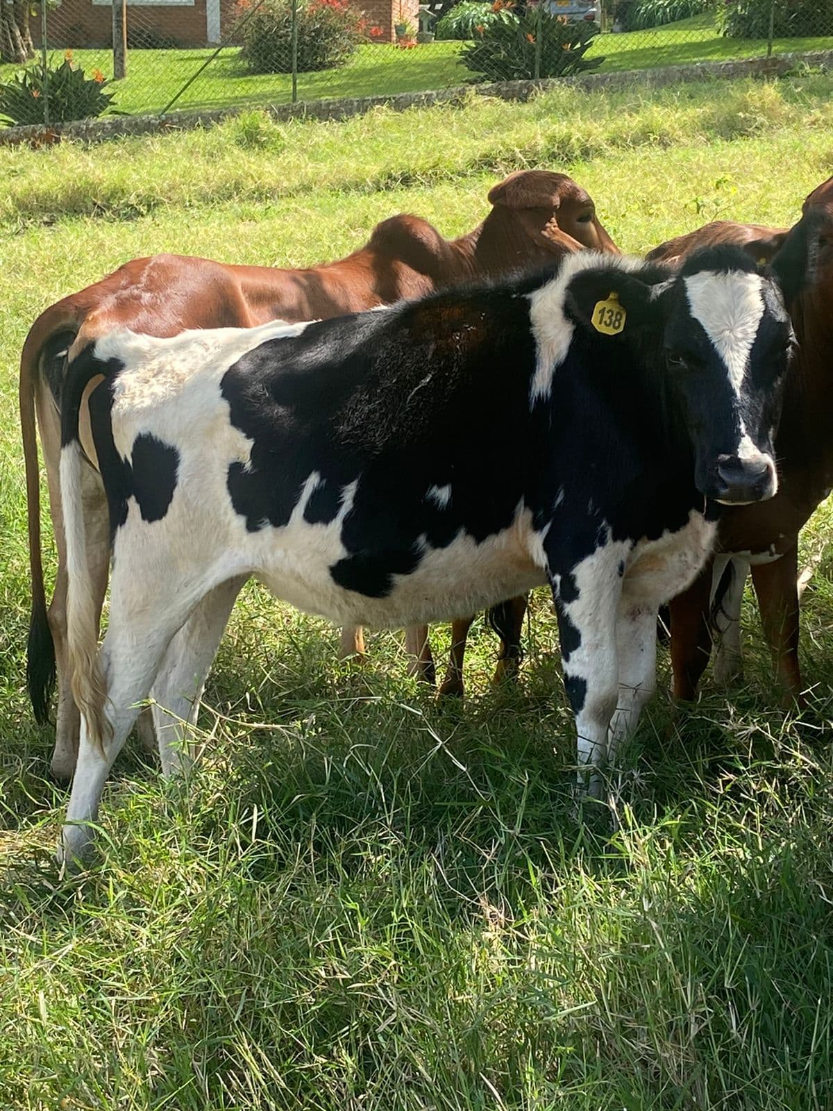 Novilla Holstein