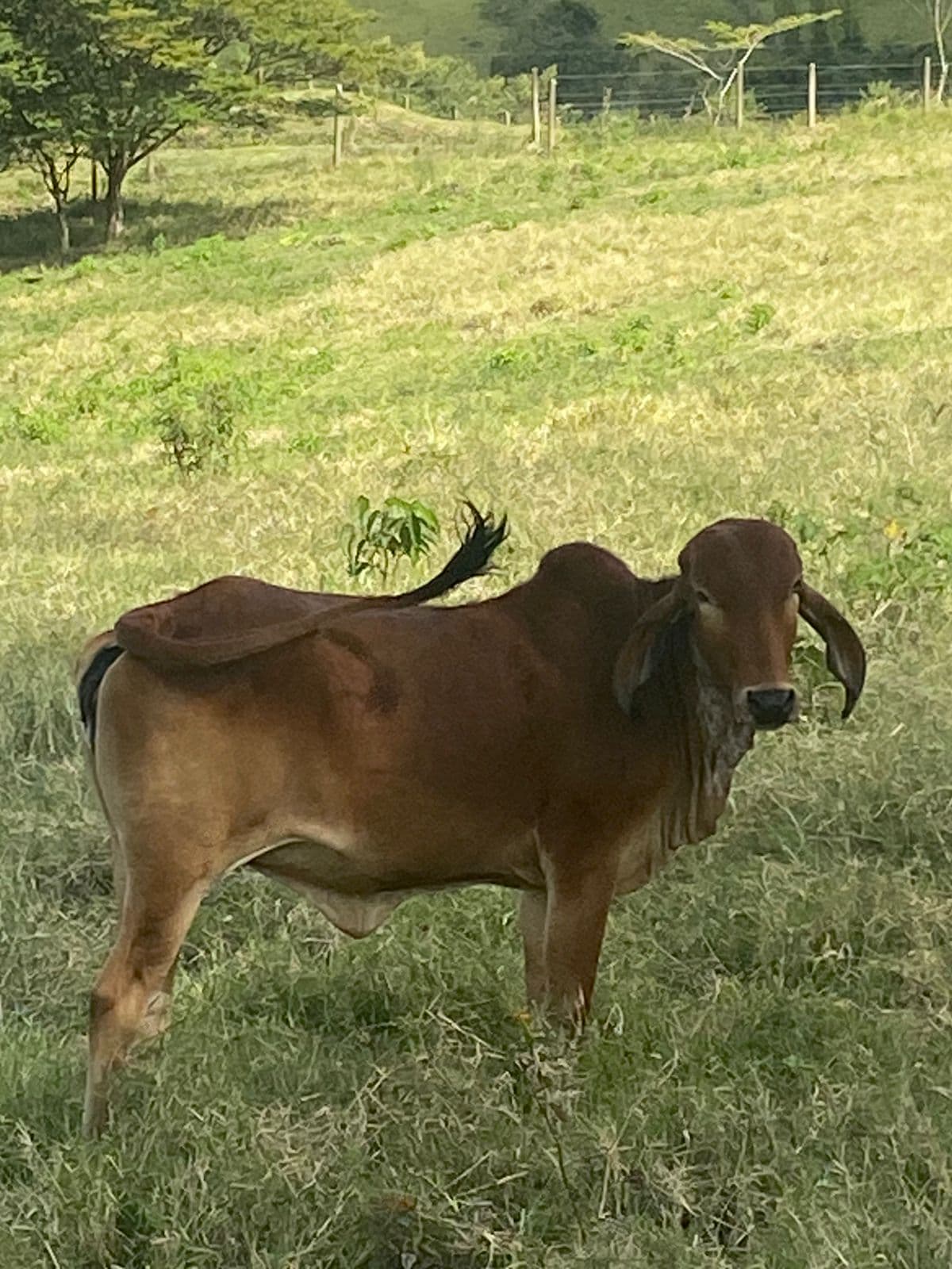 Novilla Gyr