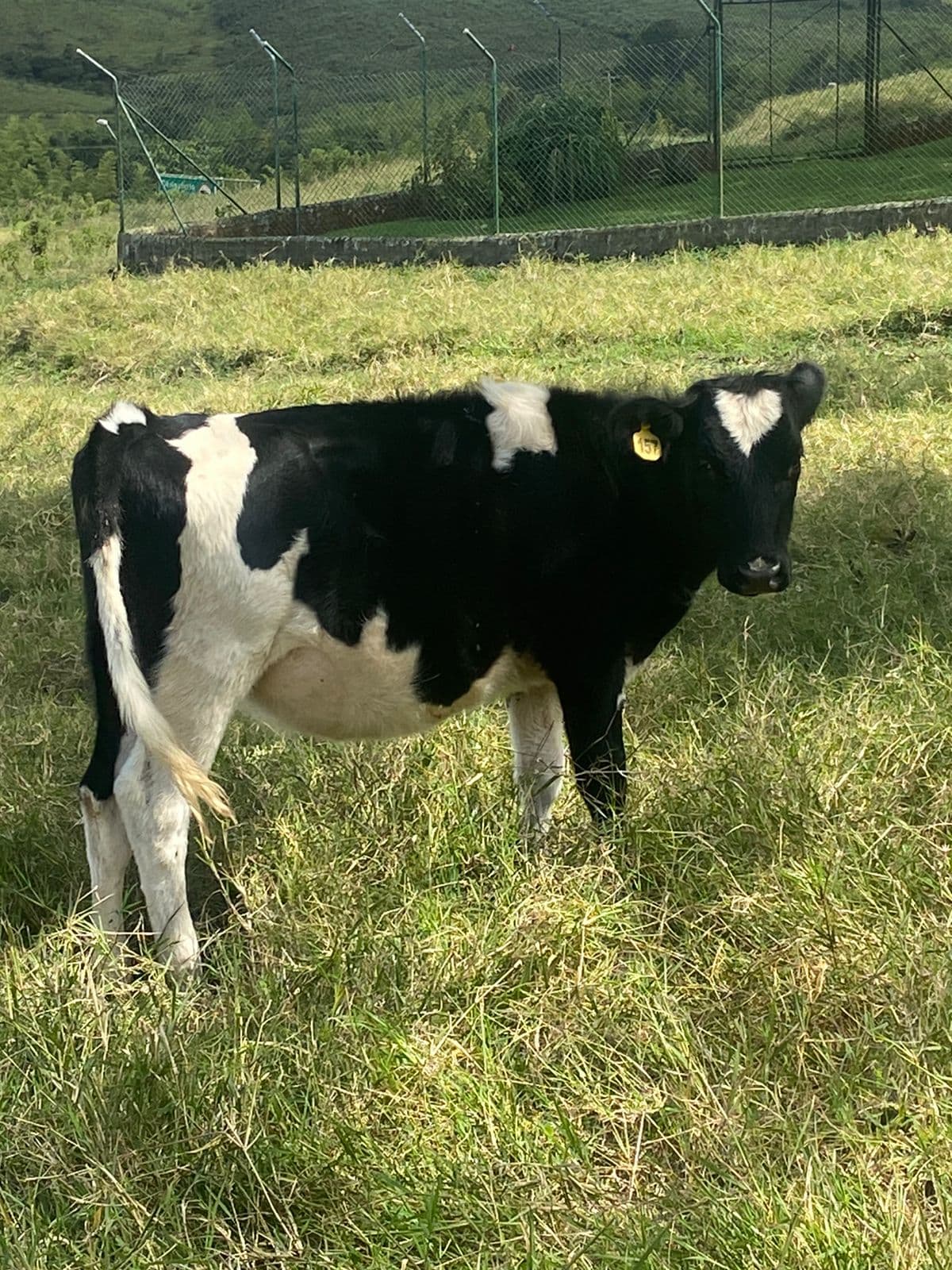 Novilla Holstein