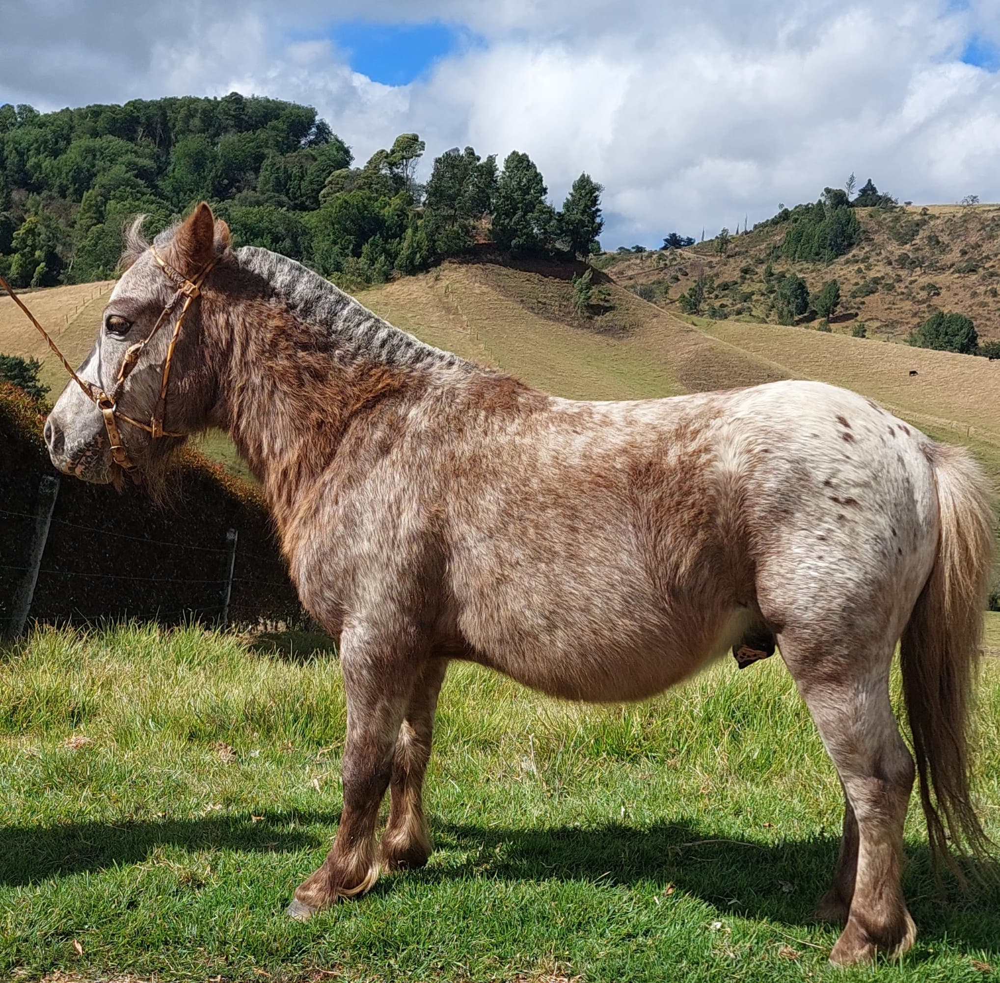 Venta de pony fallabela