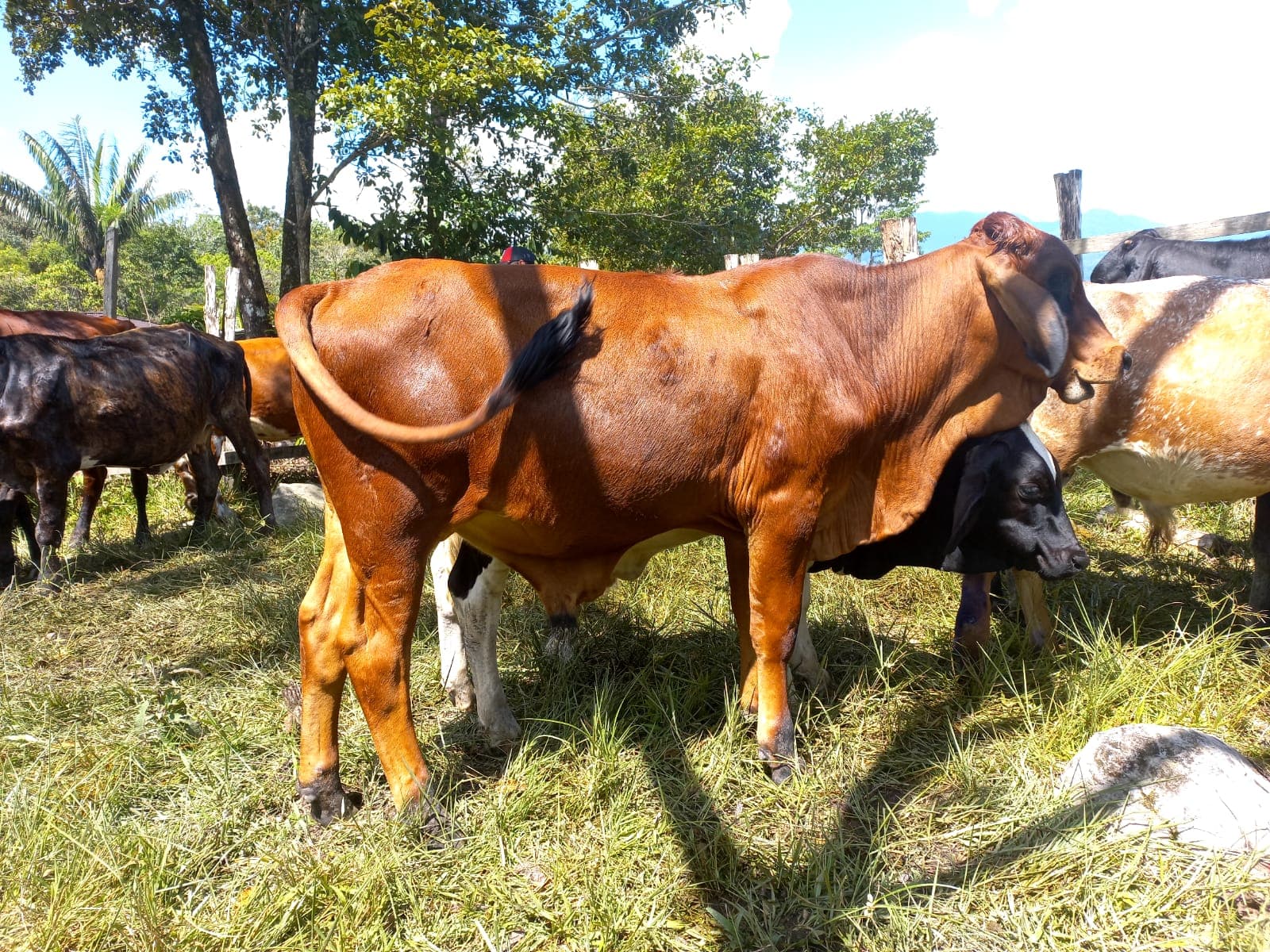 6 BECERROS EN VENTA GIROLANDO, PARDO SUIZO, BRAHMAN ENTRE OTROS